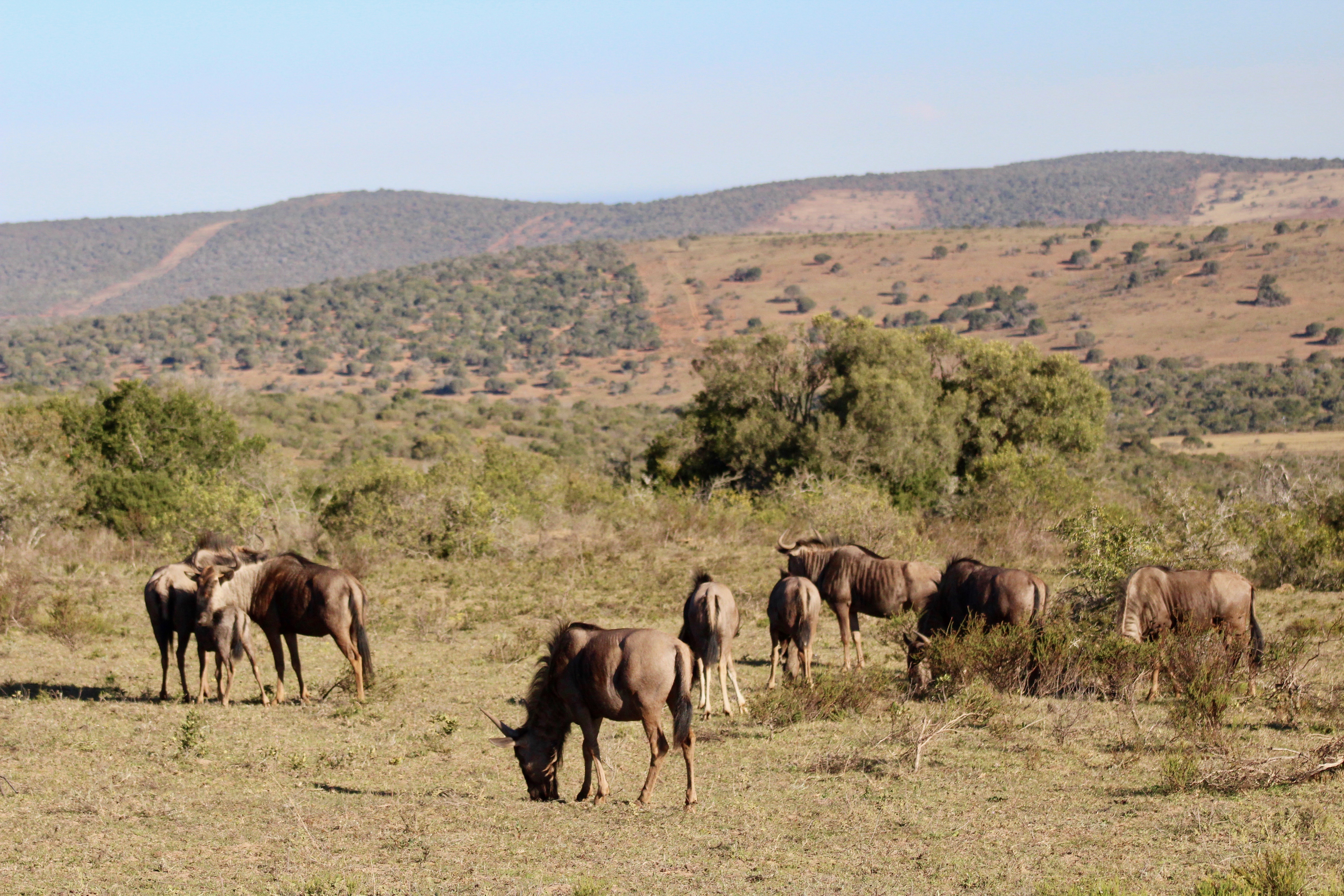 How To Do An African Safari On A Budget